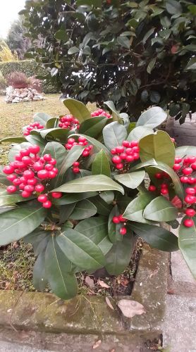Skimmia japonica - Bianca Garden